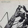 Courtney Barnett – Creature Of Habit LP