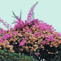 Jay Som - Turn Into LP
