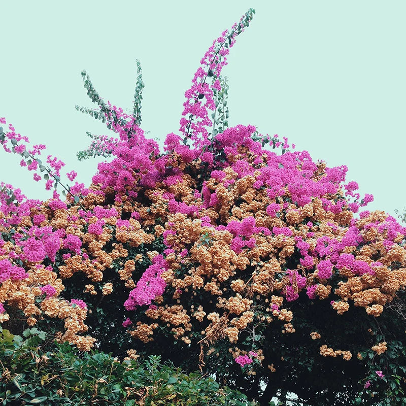 Jay Som - Turn Into LP