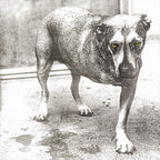 Alice In Chains - Alice In Chains 2xLP