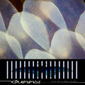 Dummy - do you love the color of the sky? LP